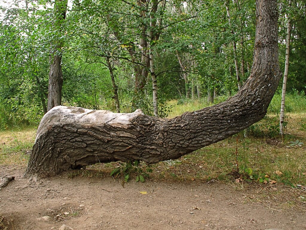 Arbol curvado * Crooked tree (15227606482).jpg