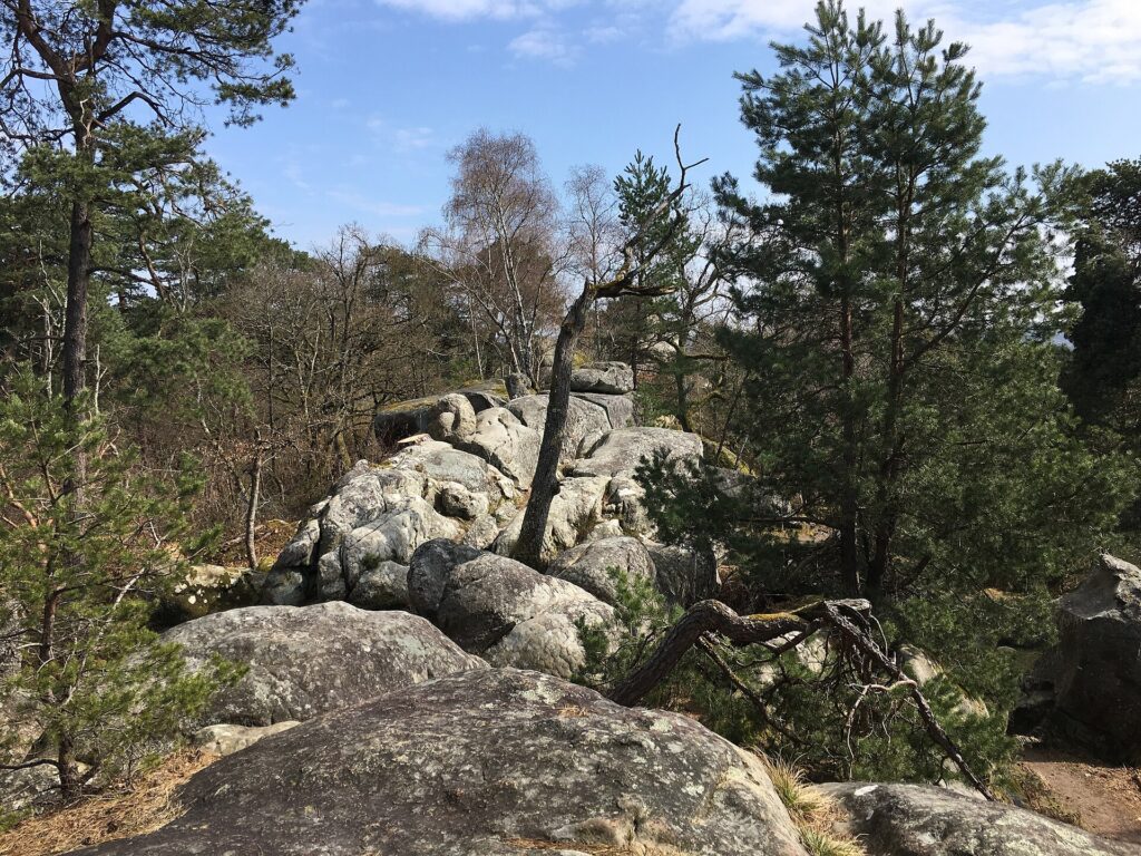 Bloques de arenisca entre los árboles del bosque de Fontainebleau, con un grimpeur escalando.